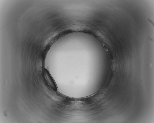 X0000099540448200805160752