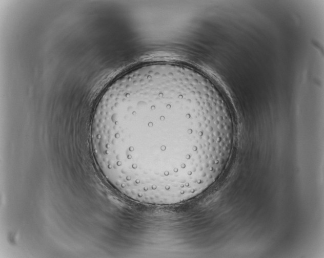 X0000099540529200805160751