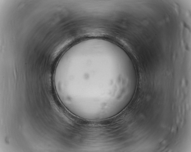 X0000099540535200805160751
