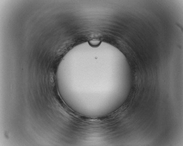 X0000099540654200805160750