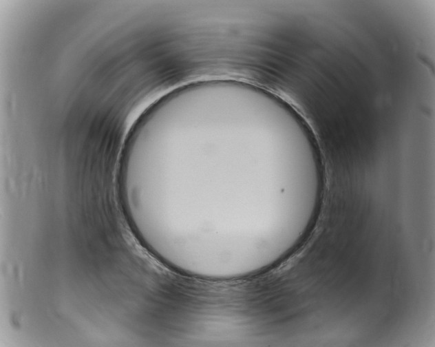 X0000099540928200805160745
