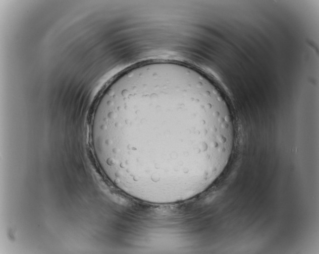 X0000099541125200805160742