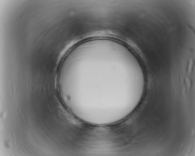 X0000099541224200805160741