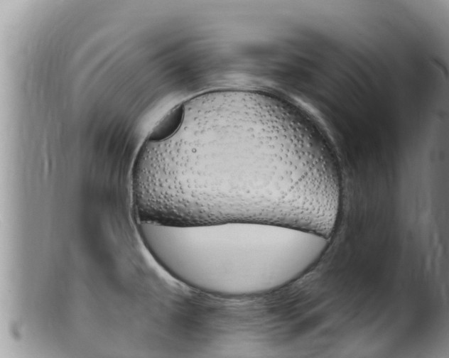 X0000099541479200805160737