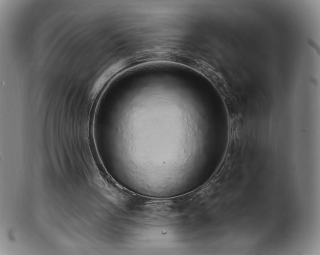 X0000099540051200805161437