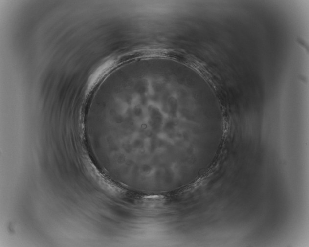 X0000099540053200805161437