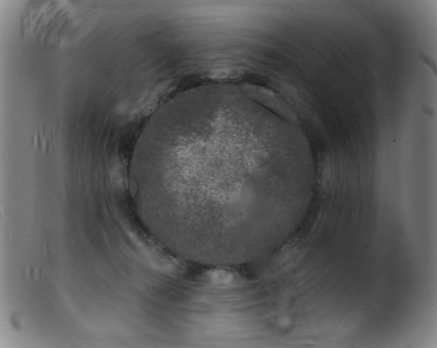 X0000099540272200805161435