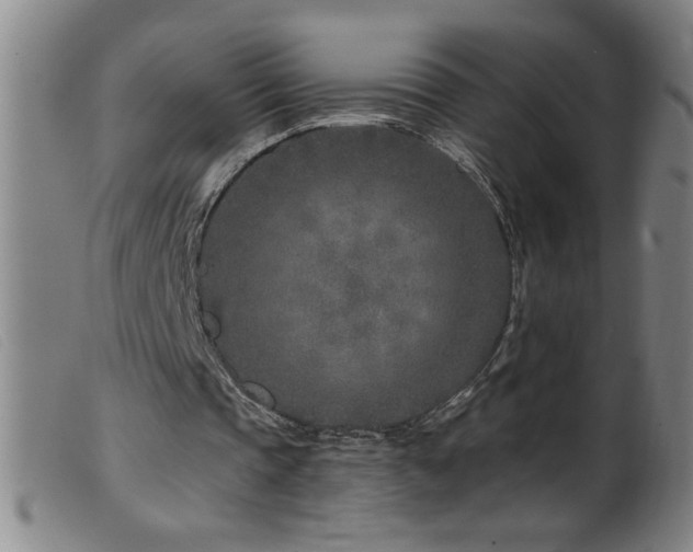 X0000099540337200805161433