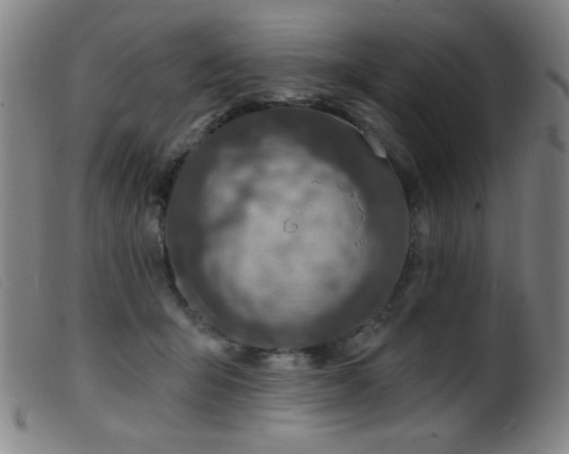 X0000099540415200805161432