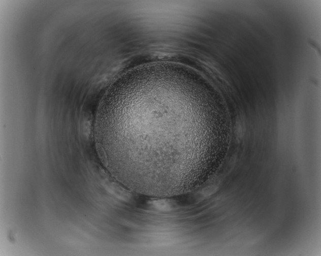 X0000099540417200805161432