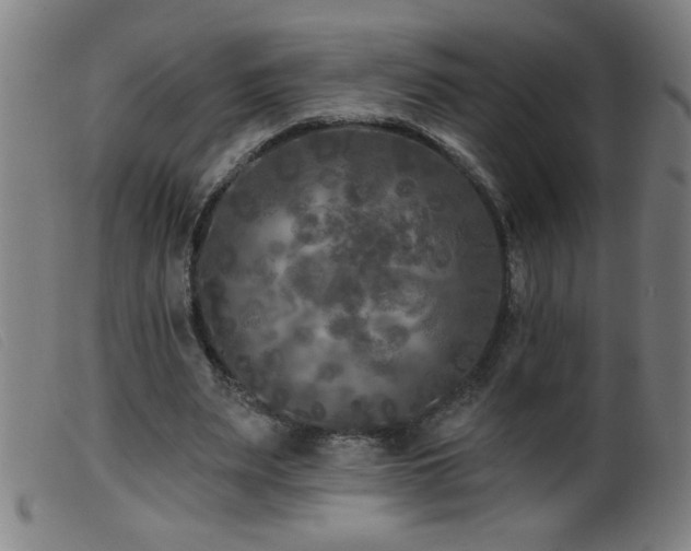 X0000099540487200805161431