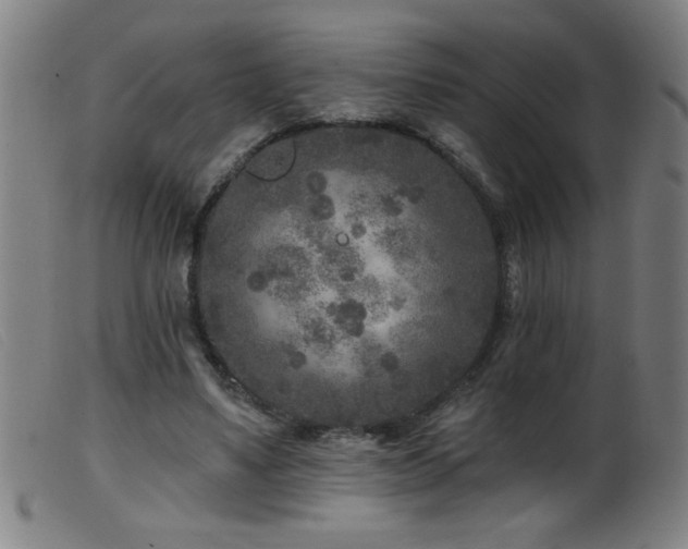 X0000099540491200805161431