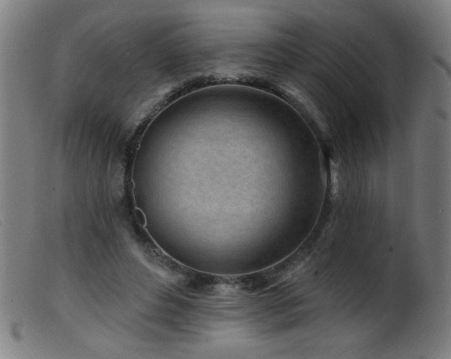 X0000099540496200805161431