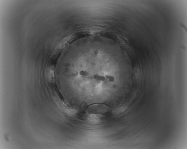 X0000099540527200805161431