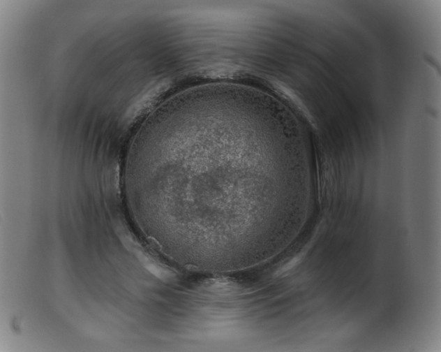 X0000099540589200805161430