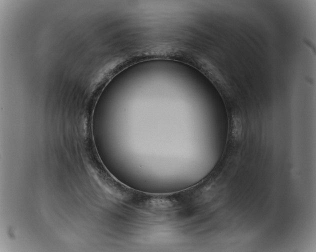 X0000099540636200805161429