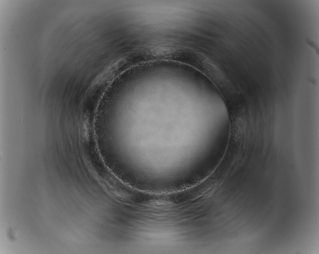 X0000099540644200805161429