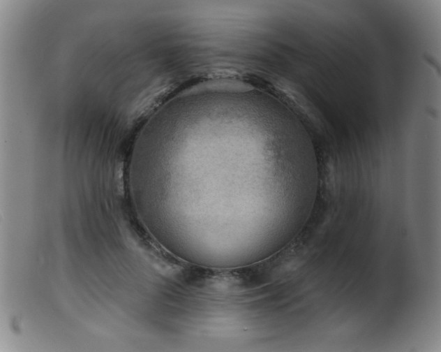X0000099540696200805161428
