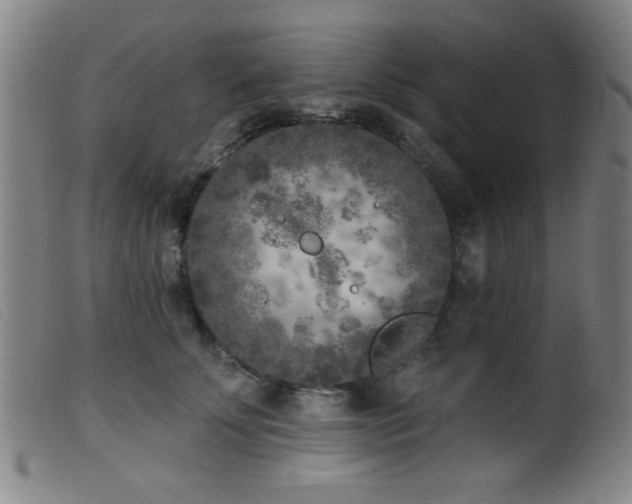 X0000099540707200805161428