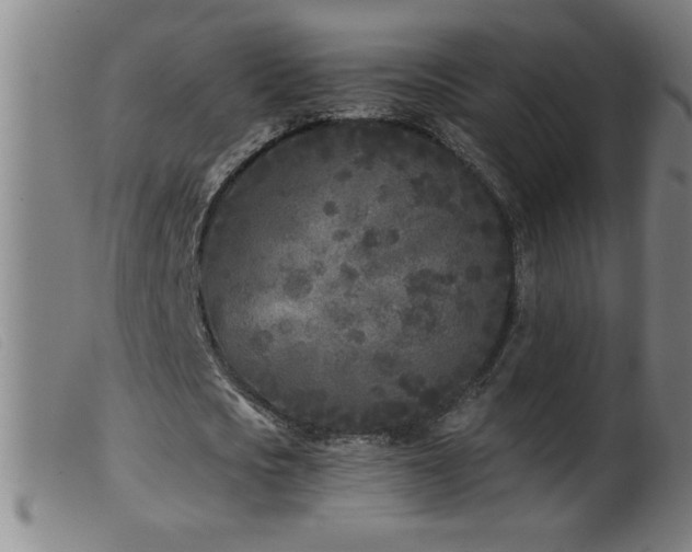 X0000099540721200805161427