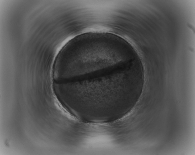 X0000099540864200805161426