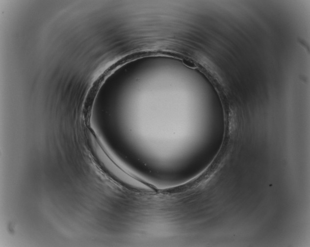 X0000099540876200805161425