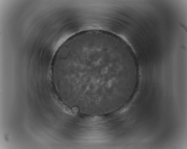 X0000099540879200805161425
