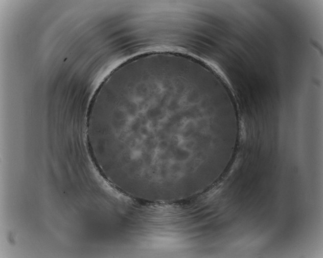 X0000099540895200805161425