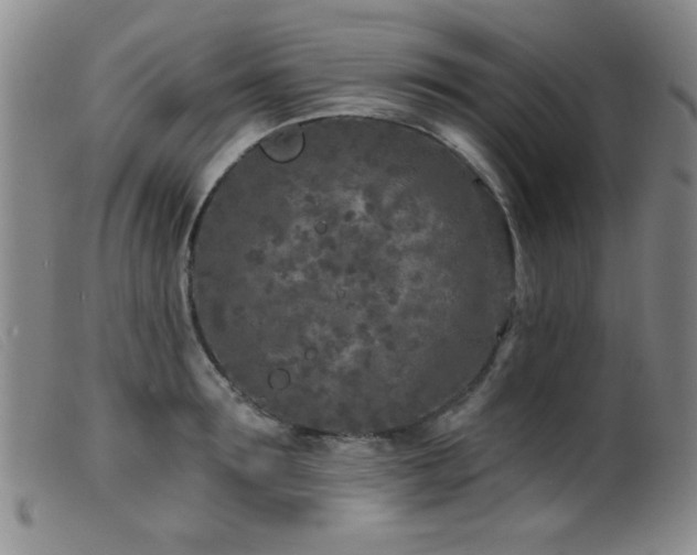 X0000099540899200805161425