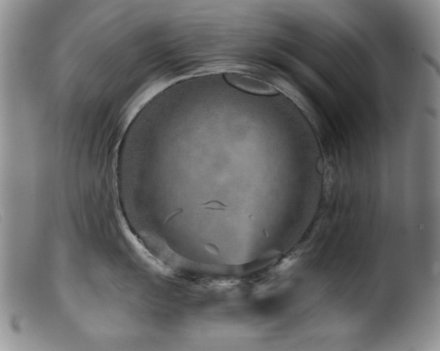 X0000099541055200805161423