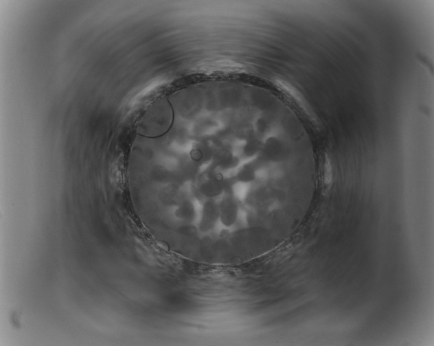 X0000099541063200805161422