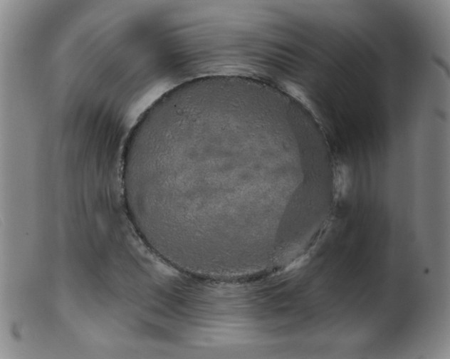 X0000099541071200805161422