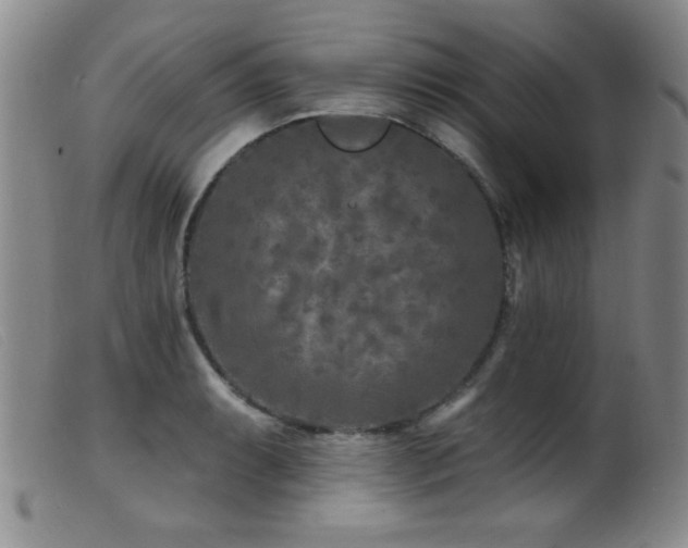 X0000099541087200805161422