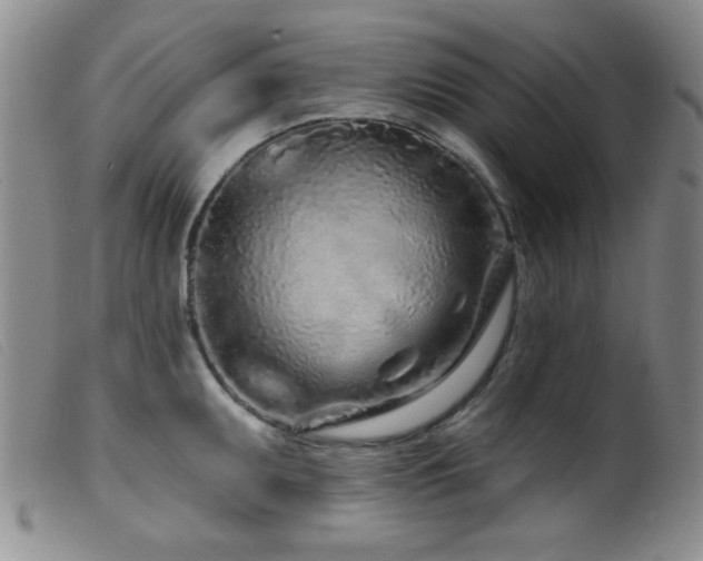 X0000099541095200805161422
