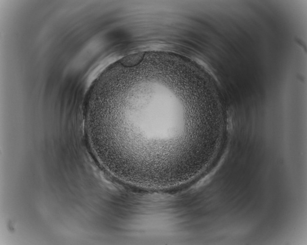 X0000099541117200805161421