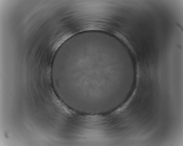 X0000099541121200805161421