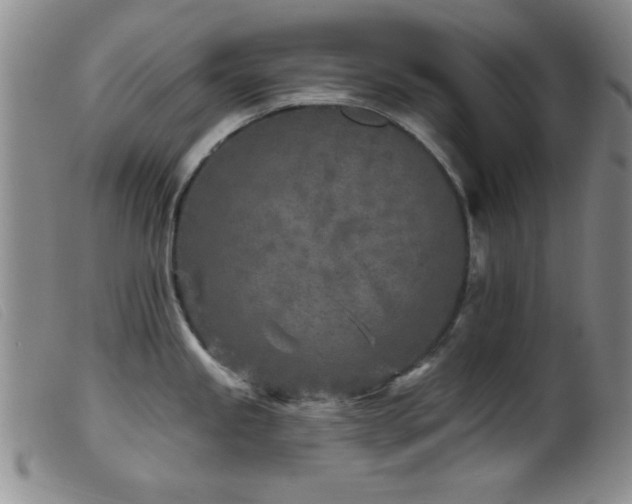 X0000099541245200805161420