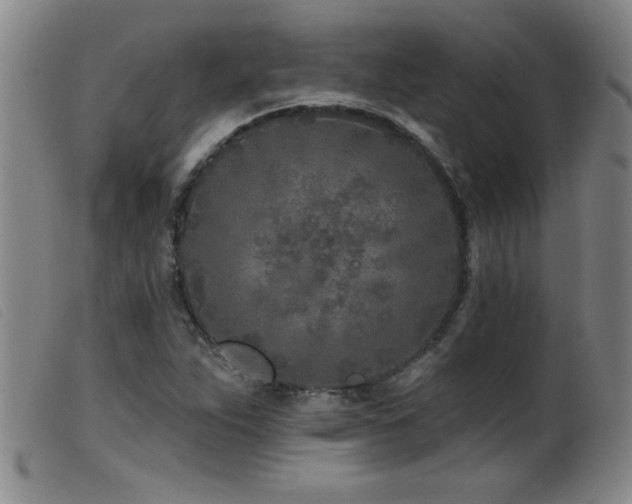 X0000099541263200805161419
