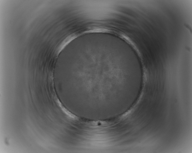 X0000099541425200805161417