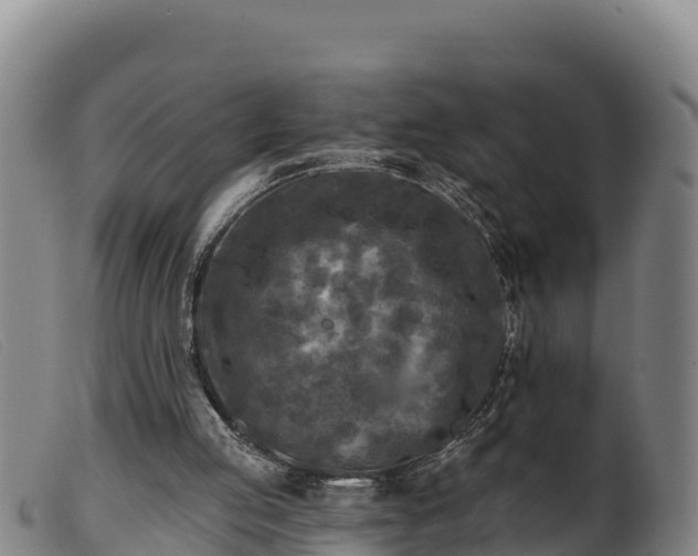 X0000099540053200805231137