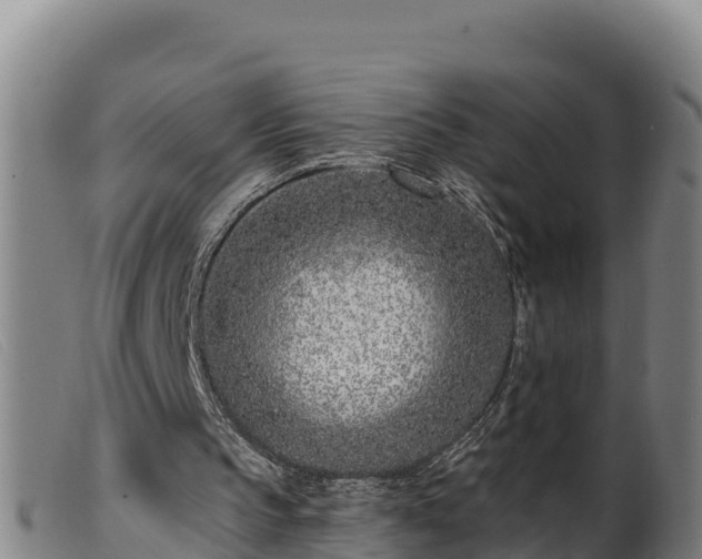 X0000099540145200805231135