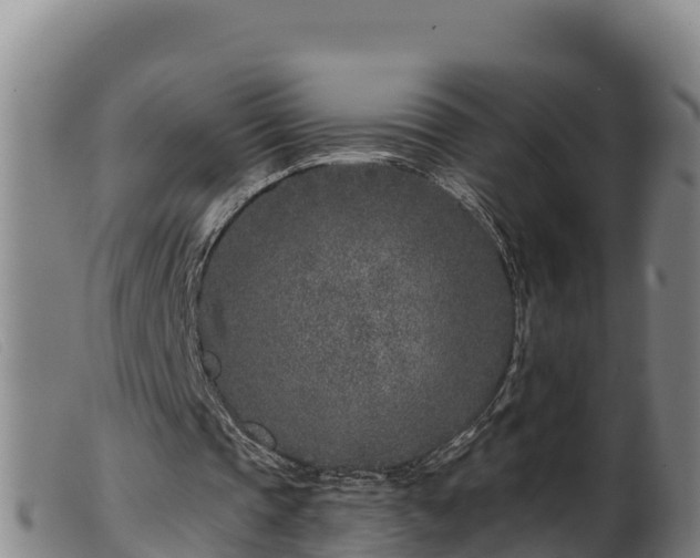 X0000099540337200805231132