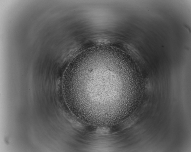 X0000099540369200805231132