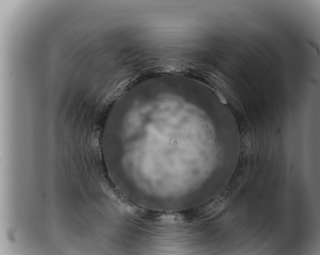 X0000099540415200805231131