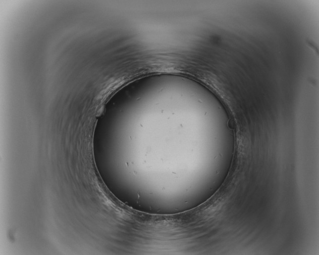 X0000099540433200805231130