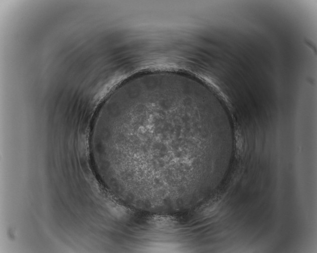 X0000099540487200805231130