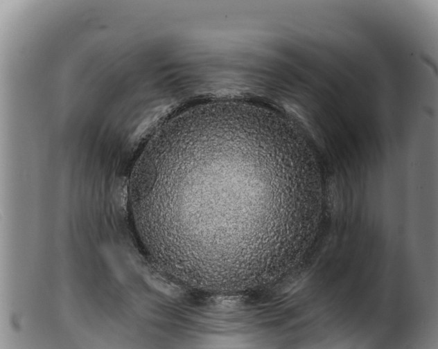 X0000099540495200805231130