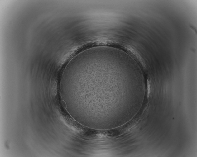 X0000099540496200805231130