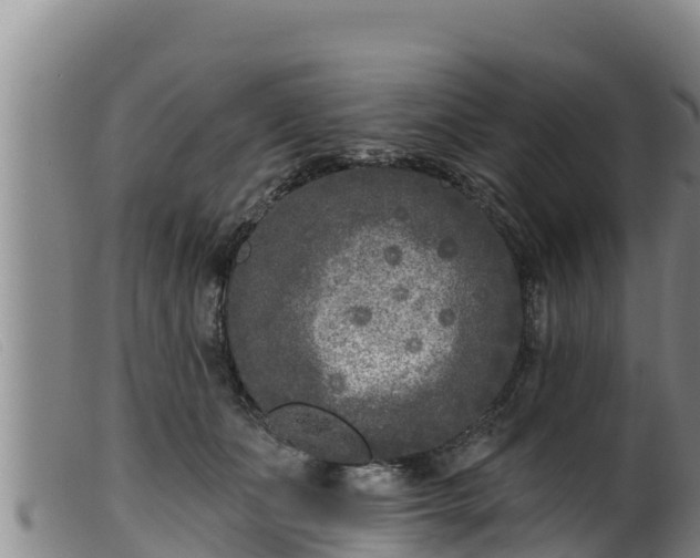 X0000099540511200805231130