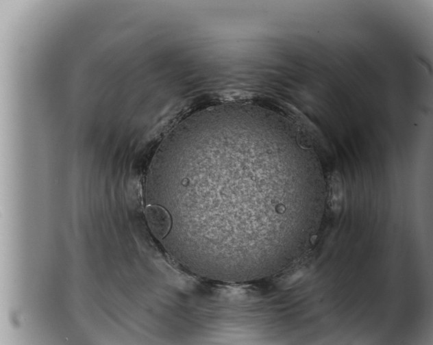 X0000099540523200805231130